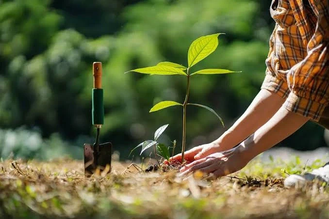 تعبیر خواب کاشتن درخت در حیاط خانه | تعبیر کامل دیدن درخت و نهال در خواب