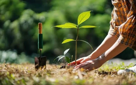 تعبیر خواب کاشتن درخت در حیاط خانه | تعبیر کامل دیدن درخت و نهال در خواب
